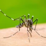Ejemplo regional: Paraguay frena el avance del dengue y asesora a países vecinos tras evitar la fase epidémica