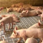 Ingreso de animales vivos de contrabando activa controles en las fronteras